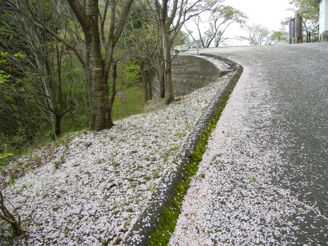 桜の花びら 桜の花びら