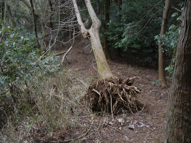 阿武山→534m峰の道にあった倒木 阿武山→534m峰の道にあった倒木