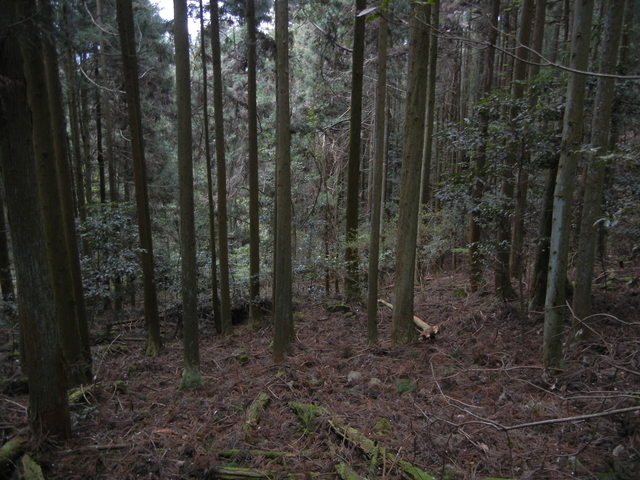 534m峰→太田川の杉林 534m峰→太田川の杉林