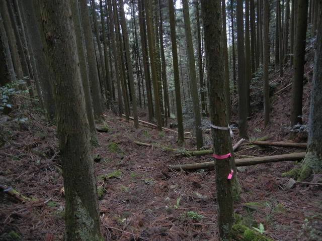 再び登山道に合流? 再び登山道に合流?